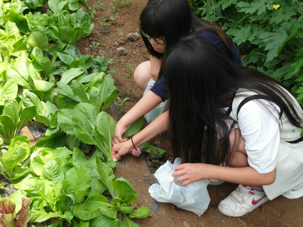 소비자 농업농촌 체험 백년초 페스티벌 - 농업 체험